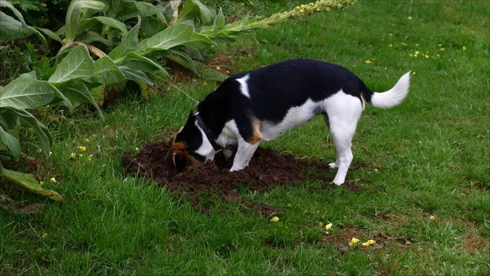 Почему собаки закапывают. Собака копает. Dog digging. Собака зарывает кость. Собака закапывает кость.