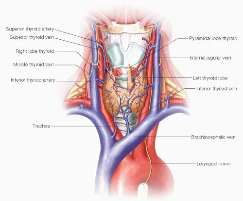 Верхняя щитовидная артерия анатомия. Артерии щитовидной железы анатомия. A. thyroidea Superior верхняя щитовидная артерия. 5 Артерий щитовидной железы. Артерии щитовидной железы