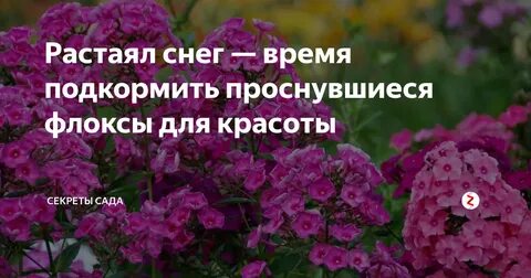 Чем подкормить флоксы