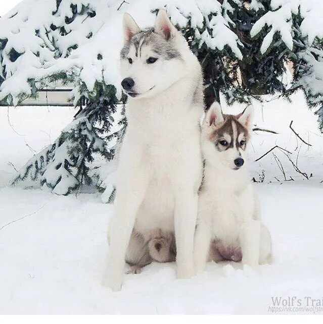Хаски девочка раменки. Восточно сибирская лайка помесь. Белорусская хаски. Не чистокровные хаски. Щенки волчьего окраса.