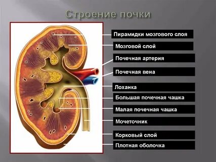Функции почки 8 класс