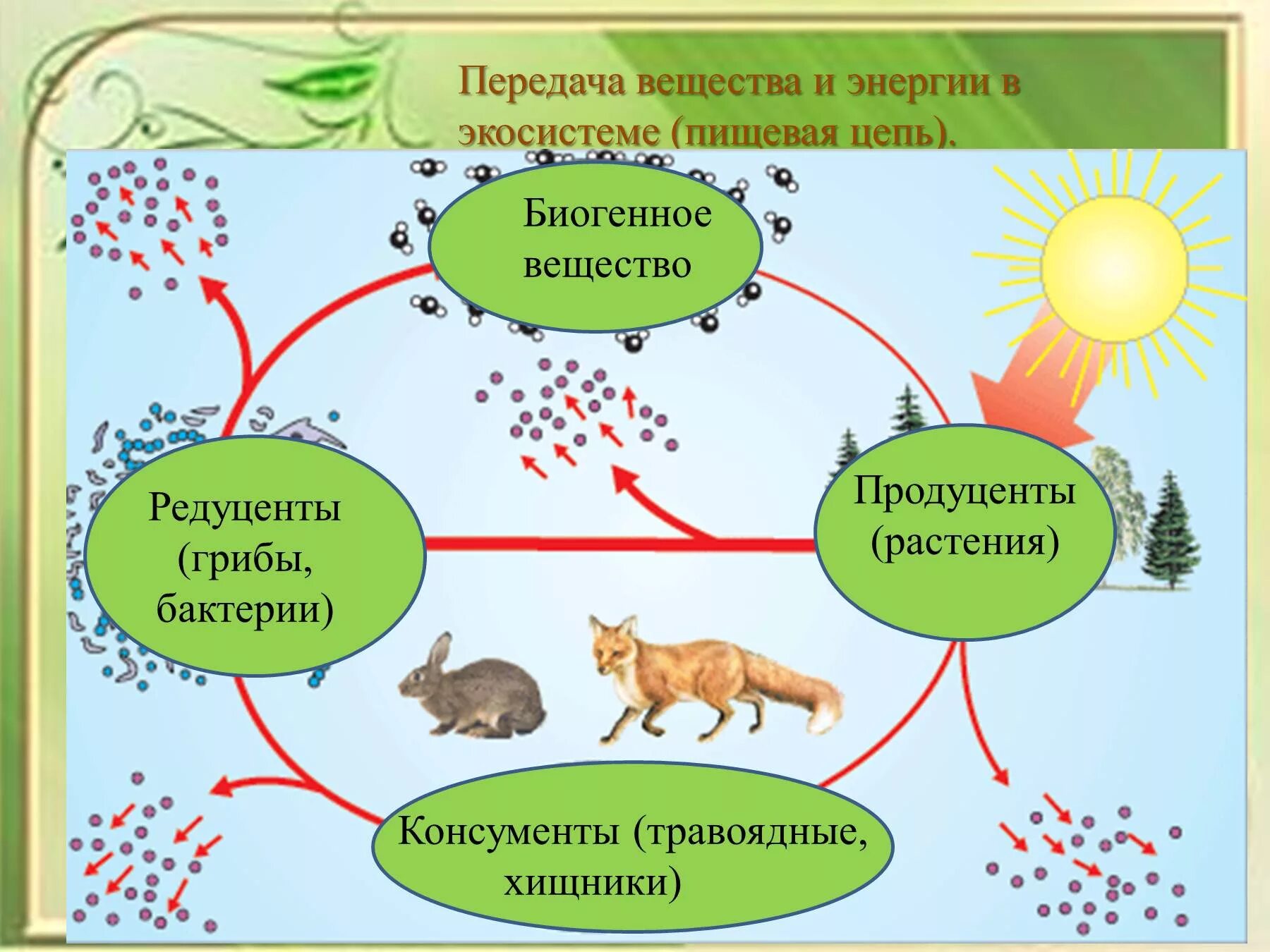 Редуценты запасают энергию образуя. Пищевая цепь питания редуценты консументы. круговорот азота продуценты консументы редуценты. круговорот веществ продуценты- консументы- редуценты 5 класс. цепи питания организмов экосистемы продуценты консументы редуценты.