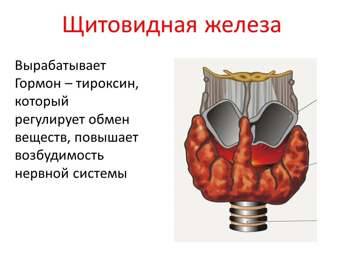 Какие железы вырабатывают тироксин