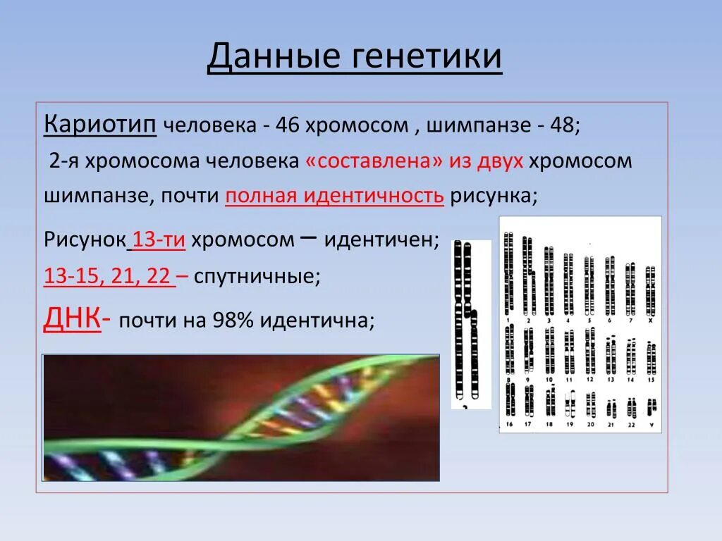 Количество хромосом в кариотипе человека. Данные генетики. Кариотип генетика. Хромосомы человека.