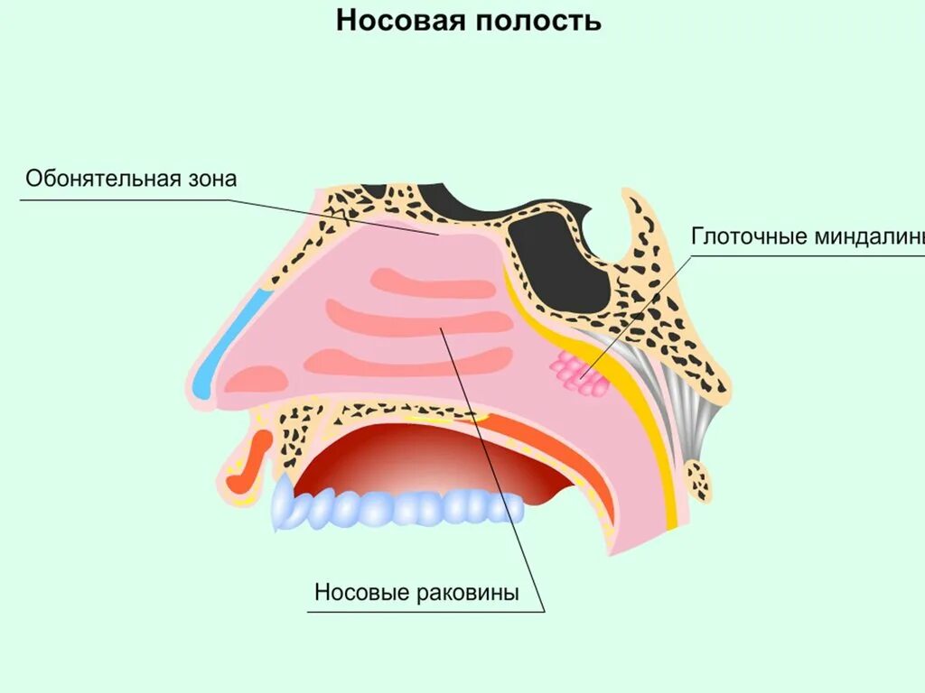 Носовая полость. Полость носа. Обонятельная зона полости носа. Строение носовой полости. Обонятельная зона расположена