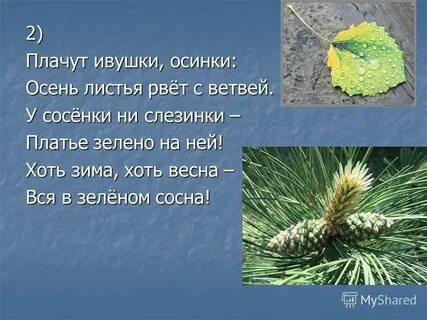Осинка стих 2 класс