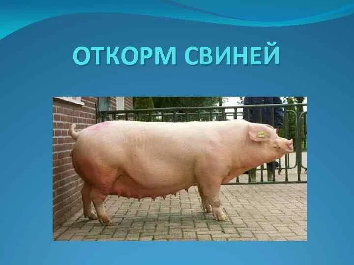 Откорм свиней. Мясной откорм свиней. Типы откорма свиней. Оценка свиней