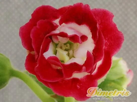 Глоксиния спринг сингинг. Мини глоксинии. Spring singing глоксиния. Spring lyrics. Скрап набор лиловый шарм.