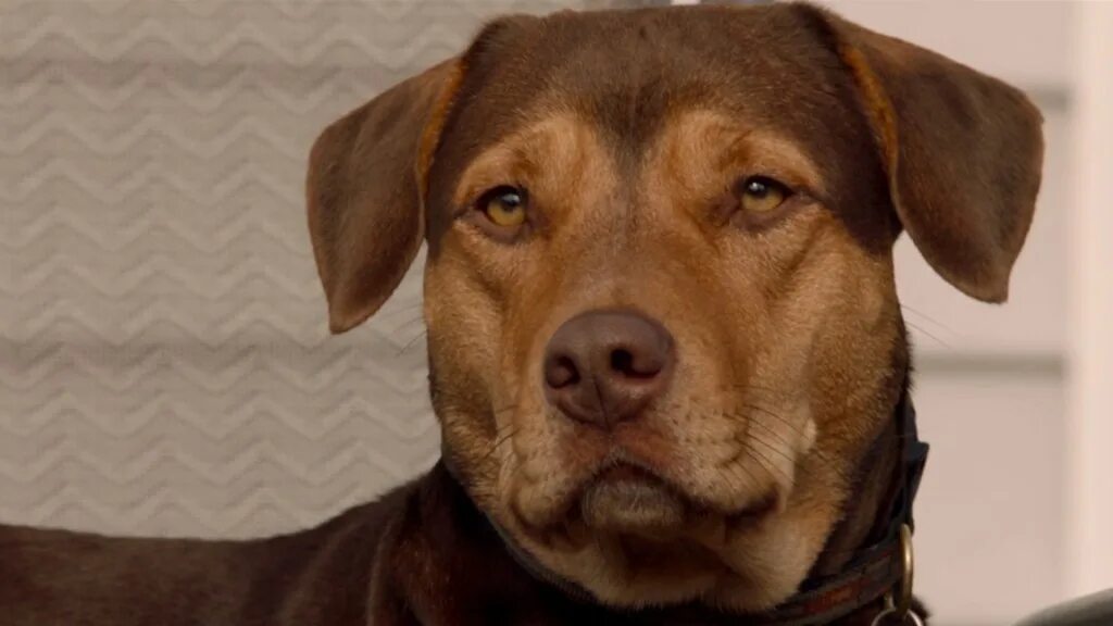 A dogs way home. A dogs way home. A dogs way home. A dogs way home. A dogs way home.