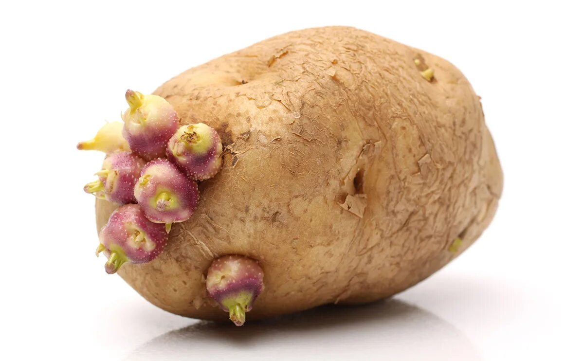 Глазки картошки. Клубень картофеля. Глазки картофеля. Проросшая картошка. Картофельный клубень.