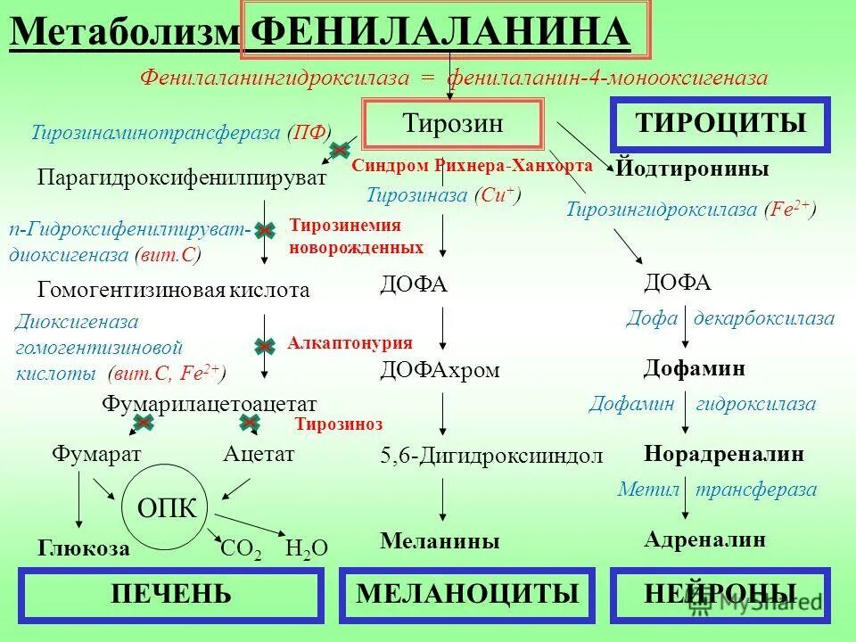 Фенилаланин биохимия. Метаболизм фенилаланинфенилаланин. Метаболизм фенилаланина. Фенилаланин в тирозин. Схема метаболизма фенилаланина.