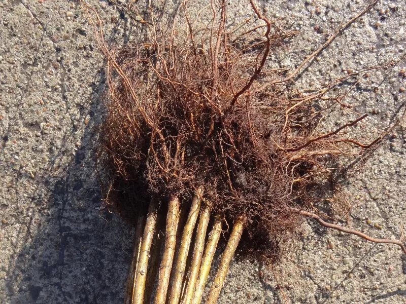 Подвой яблони м27. Подвой ап. Сливовый подвой кубань. Подвой эврика 99. Подвой семенной черешня.