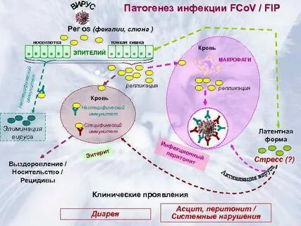 Коронавирусная инфекция этиология