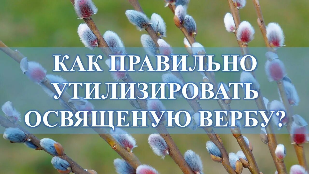 Куда старую вербу с прошлого года. Верба освященная. Верба засохшая. Верба зачахла. Что делают с веточками вербы прошлого года.