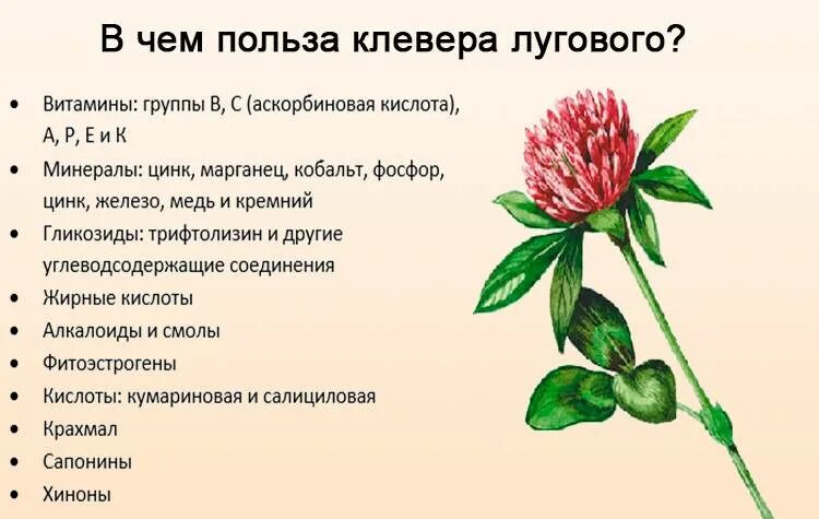 Клевер луговой польза. Лекарственные растения Клевер Луговой. Клевер Луговой лекарственное рас. Клевер Луговой лечебные свойства. Клевер белый, Клевер красный, Клевер розовый..