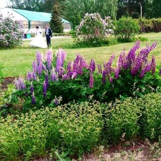 Погода в снт люпин