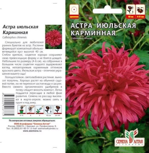 Болгарин семена алтая. Болгарин семена алтая