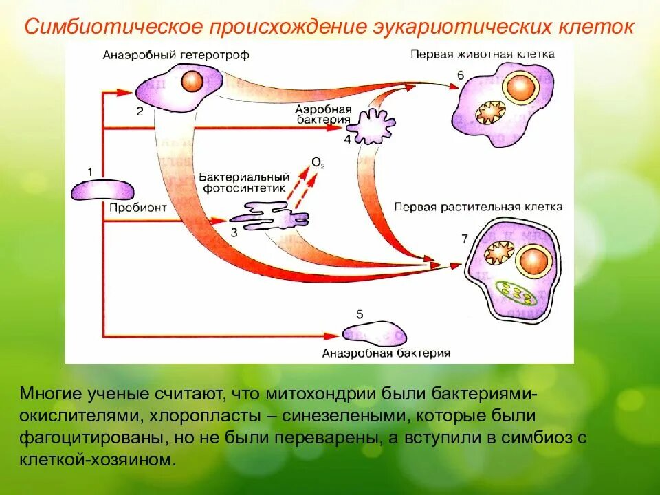 Эволюция эукариотических организмов. Симбиотическая теория происхождения эукариот. Гипотезы происхождения эукариотических клеток. Гипотеза происхождения клеток эукариот. Схема симбиотического образования эукариотической клетки.