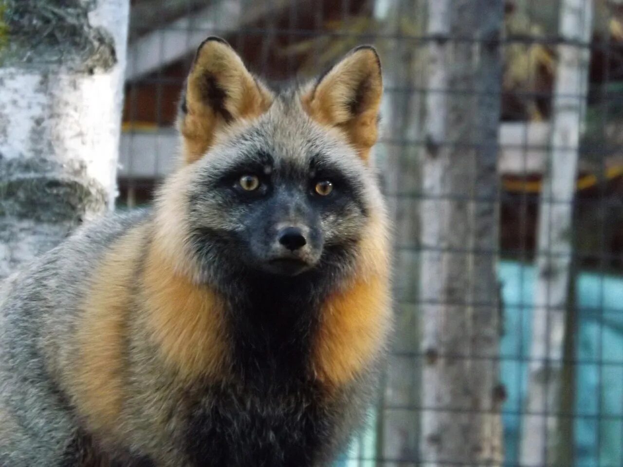 лиса жемчужная крестовка. окрасы лисов. мраморная крестовка лиса. платиновая крестовка лиса. мраморная лиса (marble fox).