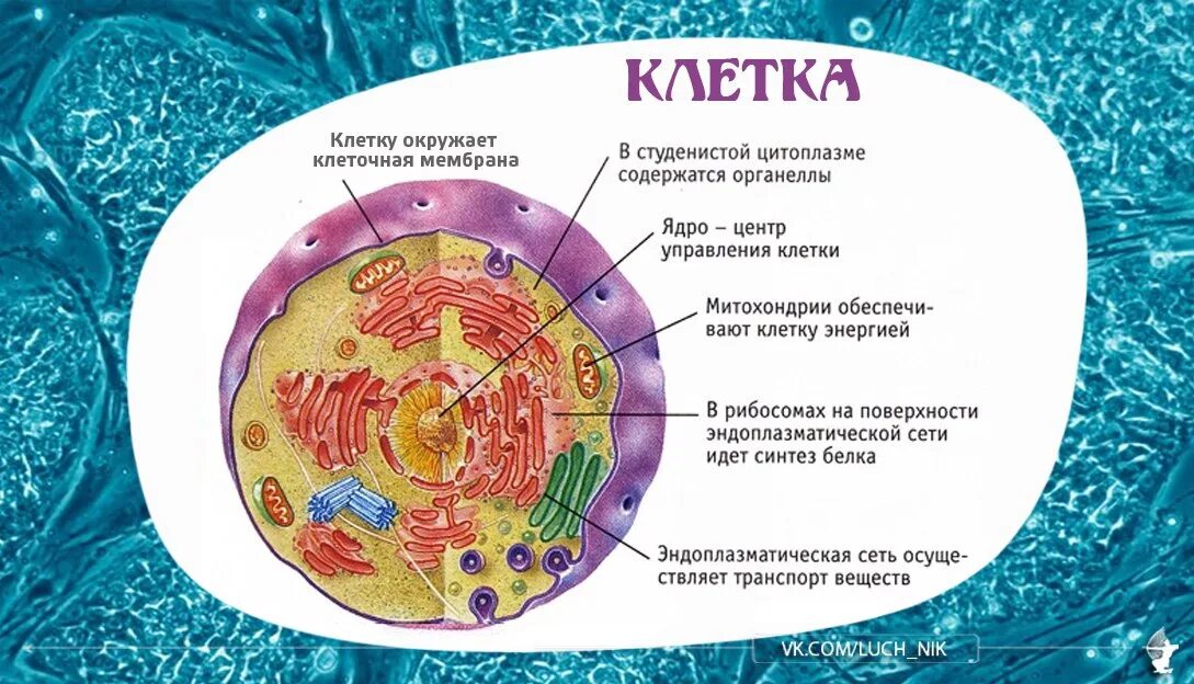 Клетка человека. Живая клетка человека. Клетка анатомия человека. Структура человеческой клетки. Все клетки больного мужчины имеют 47