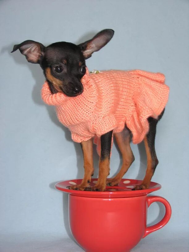 той терьер щенок. русский карликовый той терьер. мини той той терьер. той терьер мини кобелек. маленькие карманные собачки.