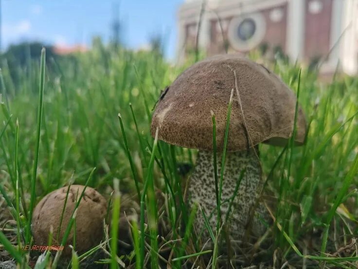 Мурманские грибы фото. Грибы в мурманске. грибы кольского полуострова. сопки мурманск грибы. белые грибы на кольском полуострове.