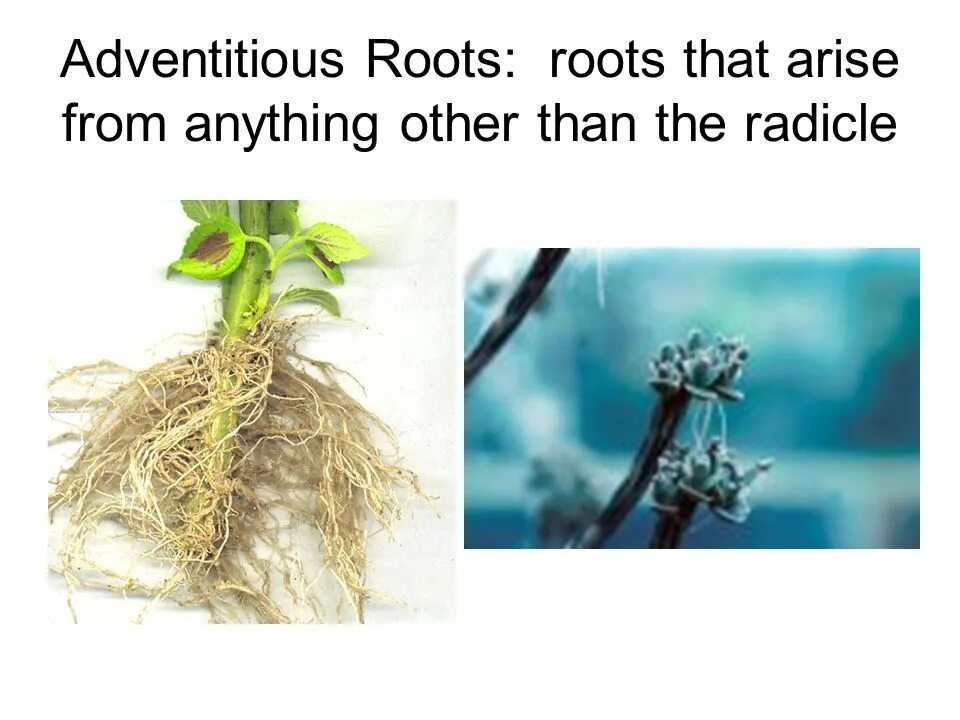 Adventitious root Systems. Root inducing. Radicle Tips.