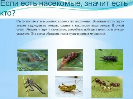 Насекомые степи