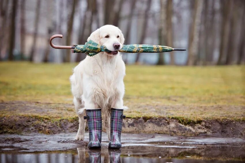 Il cane. Пойнтер черно белый. Il cane. Camilleri andrea "il tuttomio". Il cane.