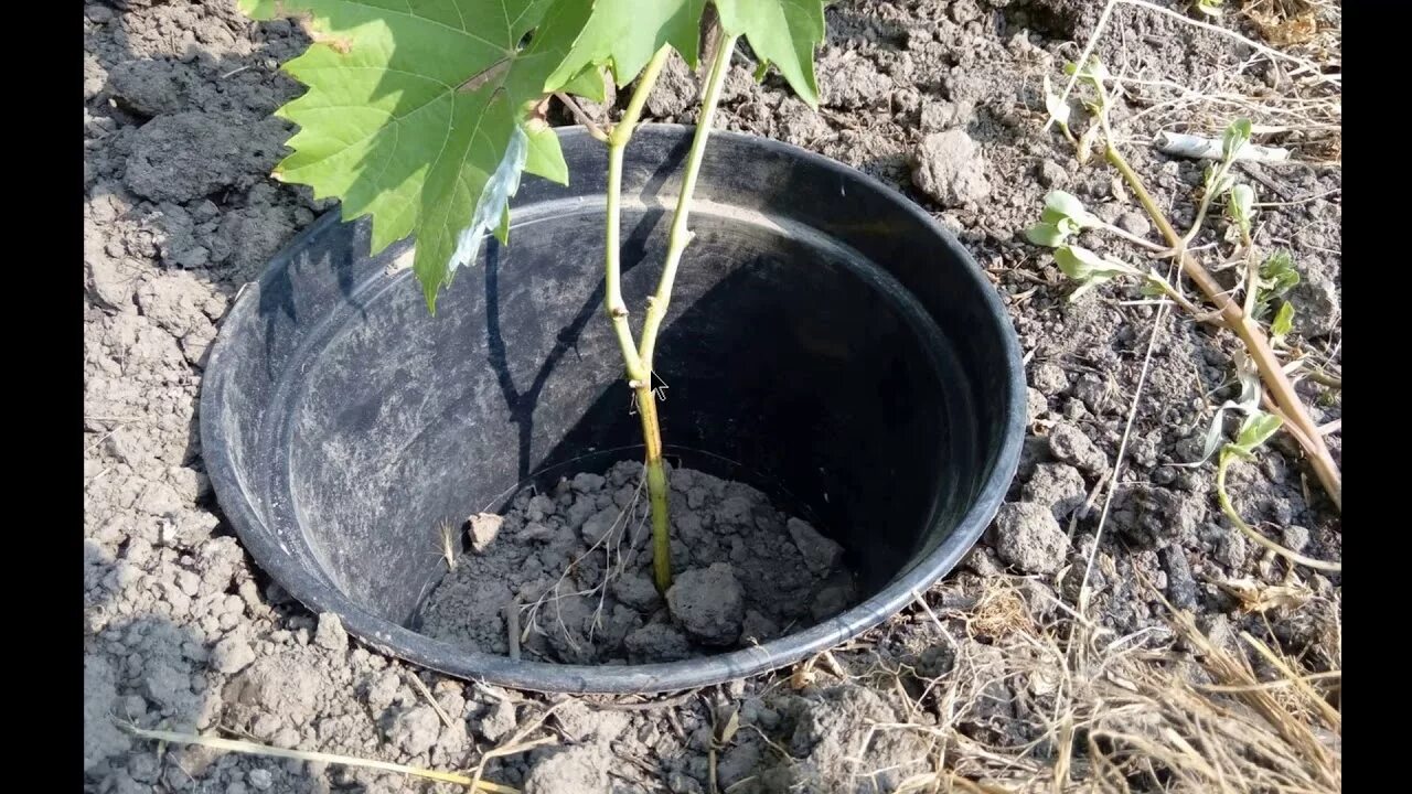 Катаровка винограда это. Виноград саженцы Алешенька. Виноградный саженец Эмир. Саженцы двухлетки винограда.