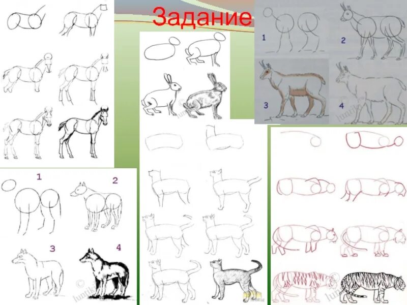 Рисование домашнего питомца. Рисование домашнего животного в старшей группе. Схема рисования собаки в старшей группе. Характер животного рисунок. Изобразить характер животного