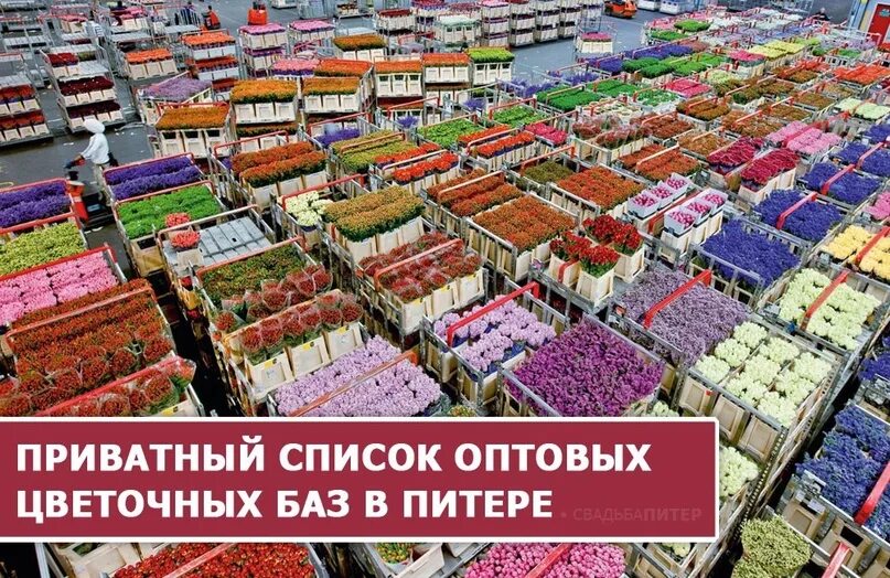 Телефон цветочной базы. Оптовые базы цветов. Оптовая база цветов цветов. Цветочная база СПБ. Апаринки Цветочная база.