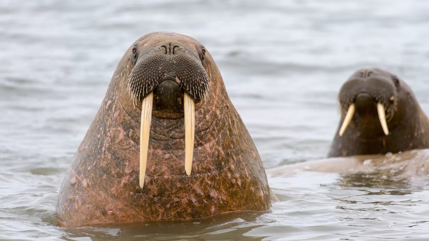 Лаптевский морж. Морж Лаптевский подвид. Odobenus rosmarus. Морж Лаптевский Таймыр.