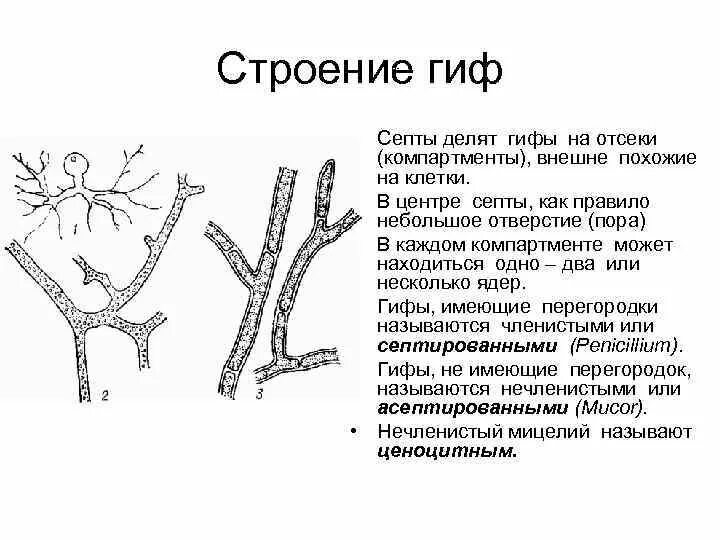 Мицелий грибов представлен одноклеточными. Строение грибницы мицелия. Строение мицелия грибов. Структура гриба. Мицелий. Строение гифов грибов.