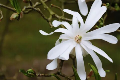 Long flower