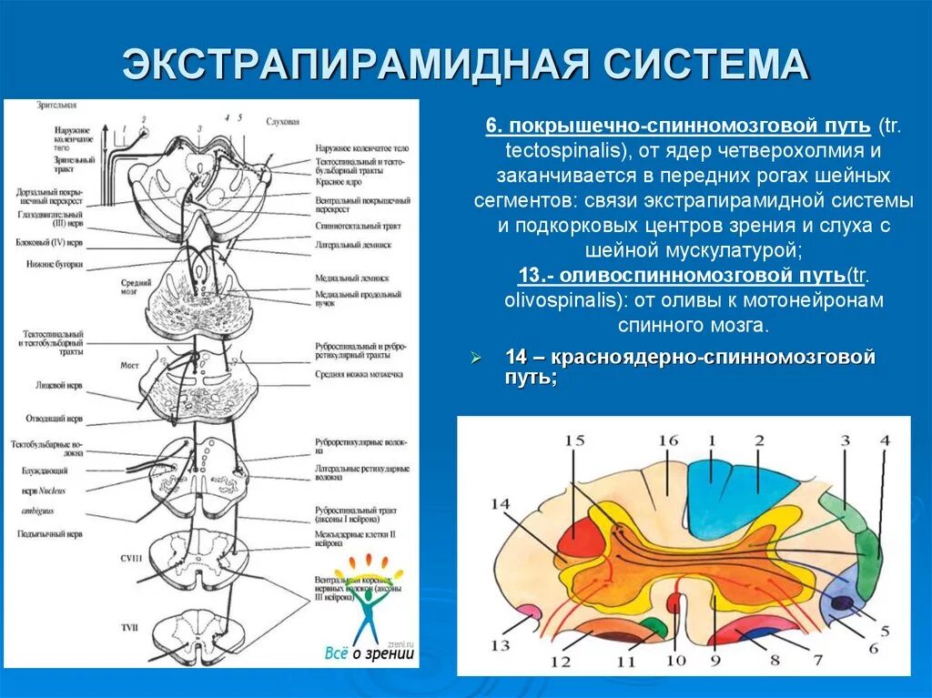 Местоположение проводящий. Экстрапирамидные проводящие пути неврология. Экстрапирамидные пути схема анатомия. Экстрапирамидная система неврология проводящие пути. Экстрапирамидный путь неврология схема.