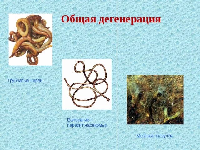Картинки ПРИМЕРОМ ДЕГЕНЕРАЦИИ ЯВЛЯЕТСЯ