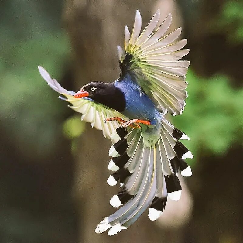 Paradisaea rudolphi. Лофорина суперба. Райская лофорина. Чудная райская птица lophorina superba. Танец райской птицы.