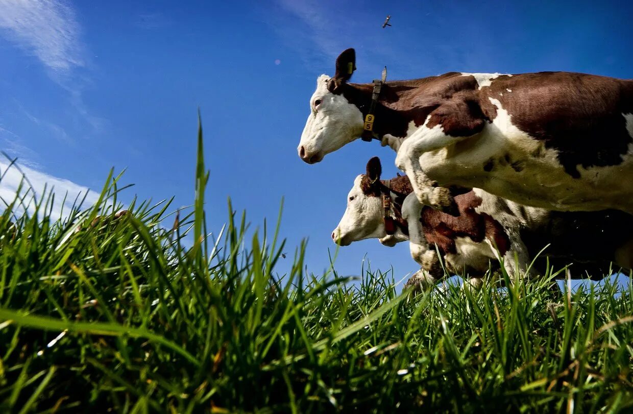 Корова. Довольная корова. Корова фото. Корова прыгает.