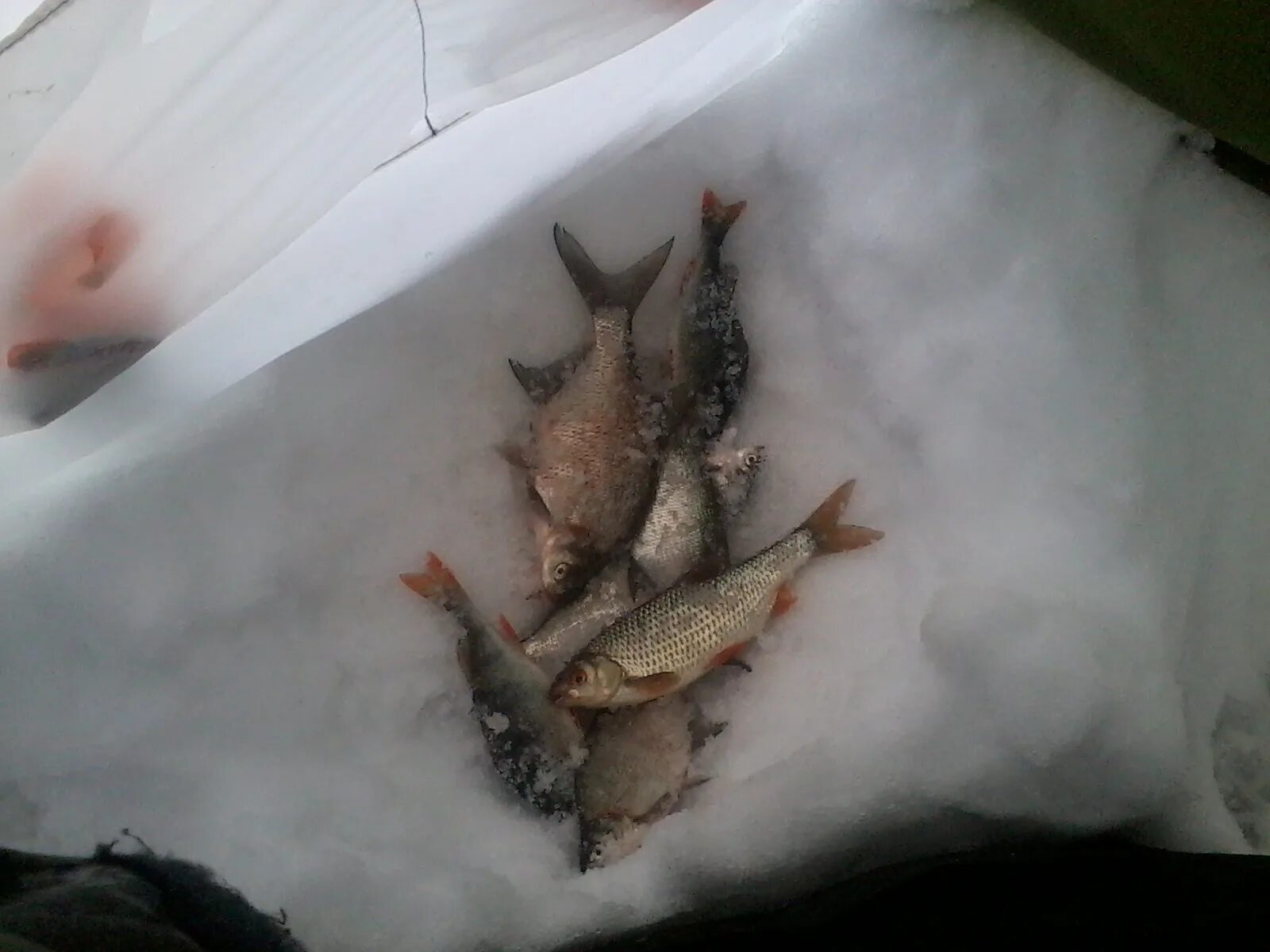 Рыбалка на белоярке. Клев белоярском водохранилище. Зимняя рыбалка на белоярском водохранилище. Белоярское водохранилище свердловская область. Рыбалка зимой на белобережском водохранилище.