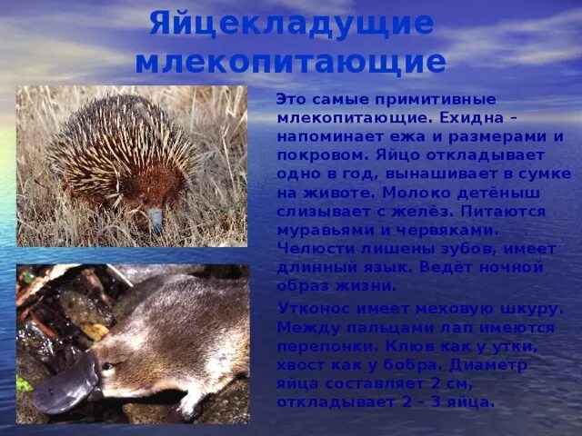 Наиболее примитивные млекопитающие. Яйцекладущие млекопитающие. яйцекладущие млекопитающие характеристика. образ жизни яйцекладущих. примитивные млекопитающие.