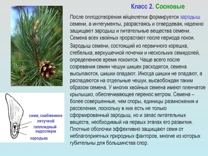Размножение голосеменных растений шишки. Ели семена образуются. Сосна обыкновенная семена. Ели семена образуются. Размножение голосеменных растений шишки.