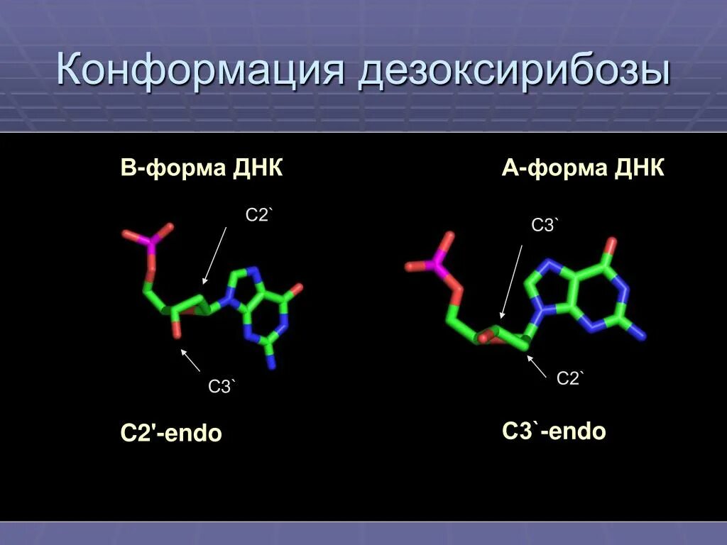 Днк какая форма. Конформация нуклеиновых кислот. Конформация ДНК. Конформационные формы ДНК. Дезоксирибоза в ДНК.