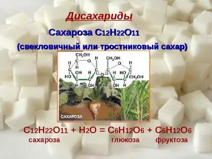 Сахарозу получают только из сахарного тростника