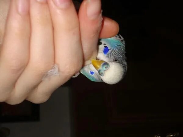 Укусил попугай. Попугай клюется. Укусил попугай волнистый. Укус попугая. Волнистик кусается.