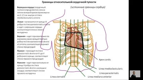 Верхняя и нижняя граница сердца