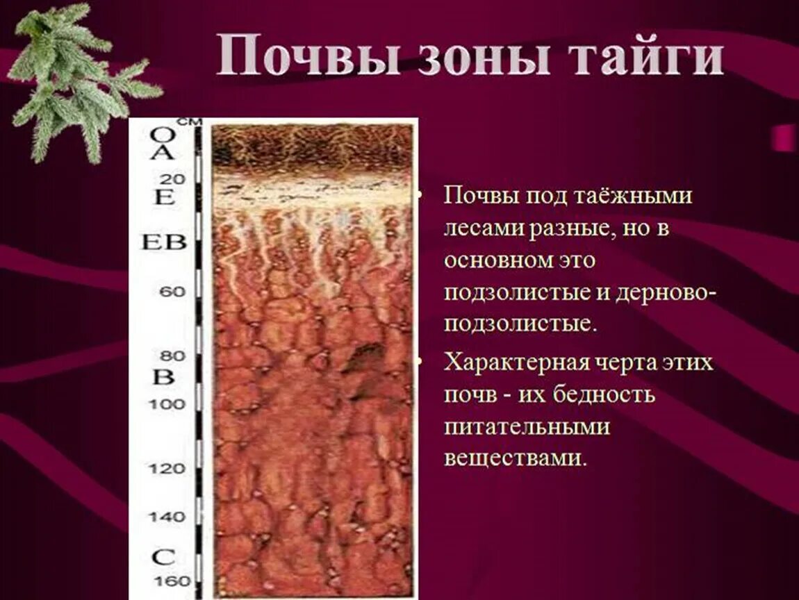 Какие почвы относятся к азональным типам подзолистые. Подзолистые почвы тайги. Тайга Тип почвы. Природная зона Тайга почвы. Почвы тайги в России.