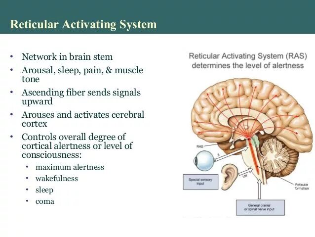 Activate system. Reticular activating System. Reticular. Reticular formation of brainstem. Reticular activating System and Cortex.