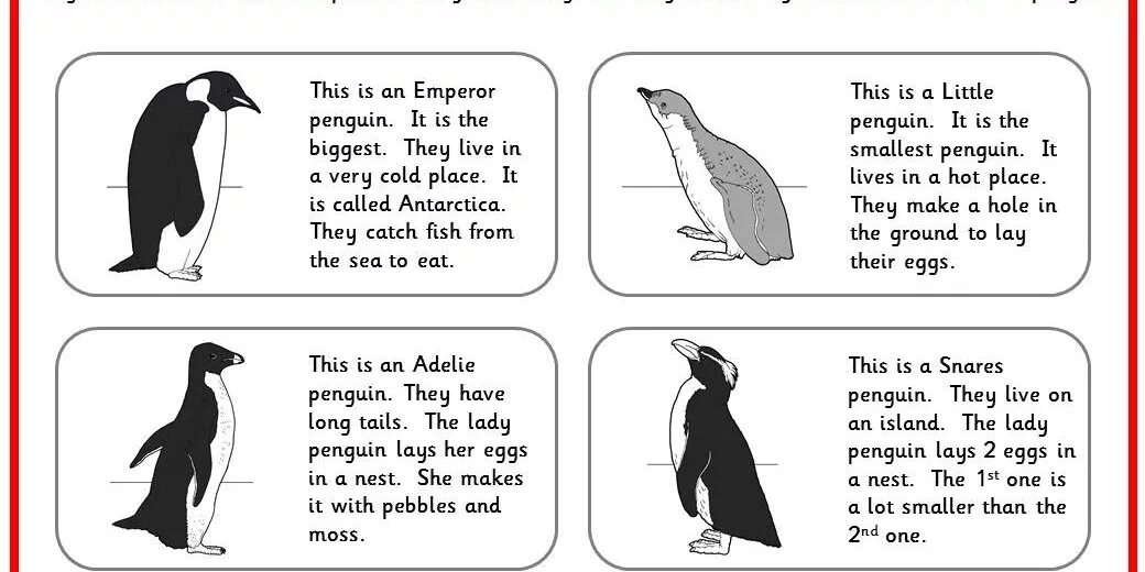 Penguin транскрипция. Пингвин на английском. книги для детей по английскому пингвины. penguin карточка. пингвины задания для дошкольников.