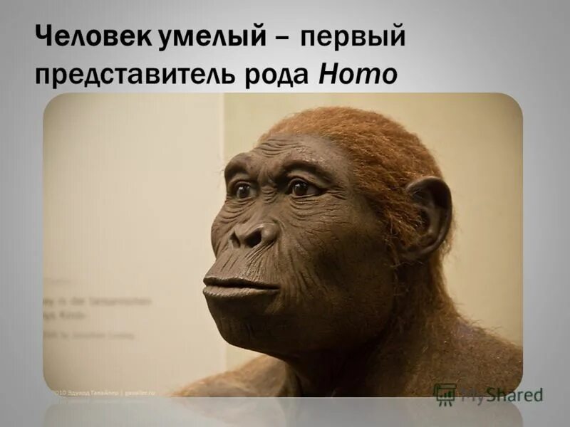 Первый род человечества. Homo habilis представители. Человек умелый представители. Представители рода хомо. Первые представители рода homo.